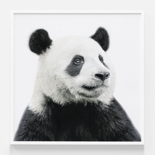 Hello Panda | Framed Print or Canvas Wall Art | 41 Orchard