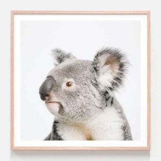 Sleepy Koala, Framed Print or Poster Wall Art