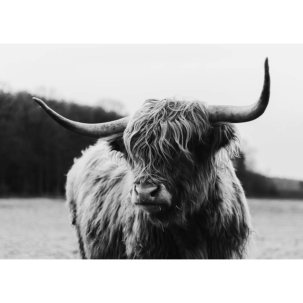 Highland Cow | Framed Print or Canvas Wall Art | 41 Orchard