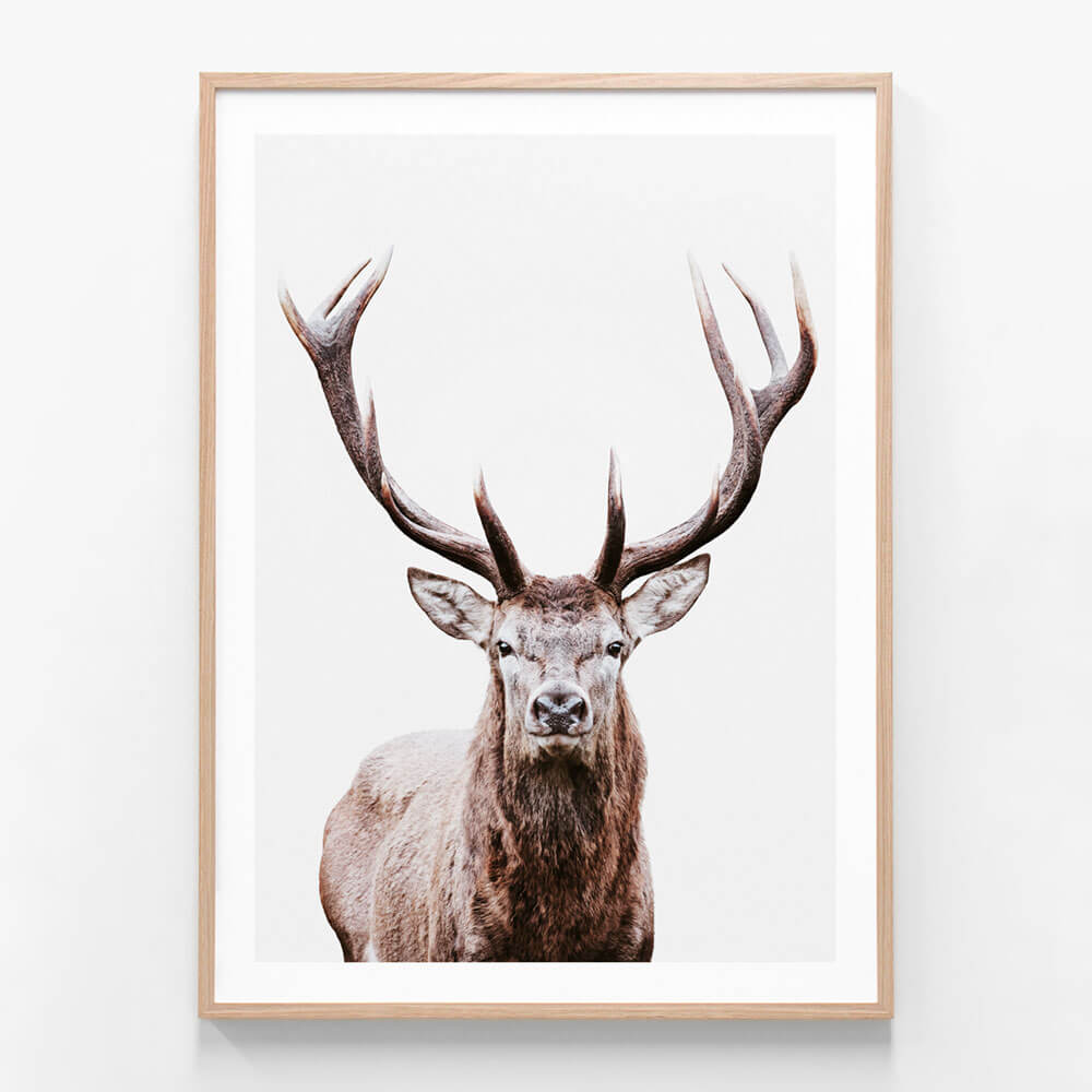 Deer Portrait | Framed Print or Canvas Wall Art | 41 Orchard